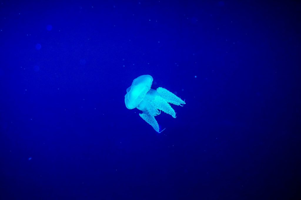 Betting on Deep-Sea Discoveries