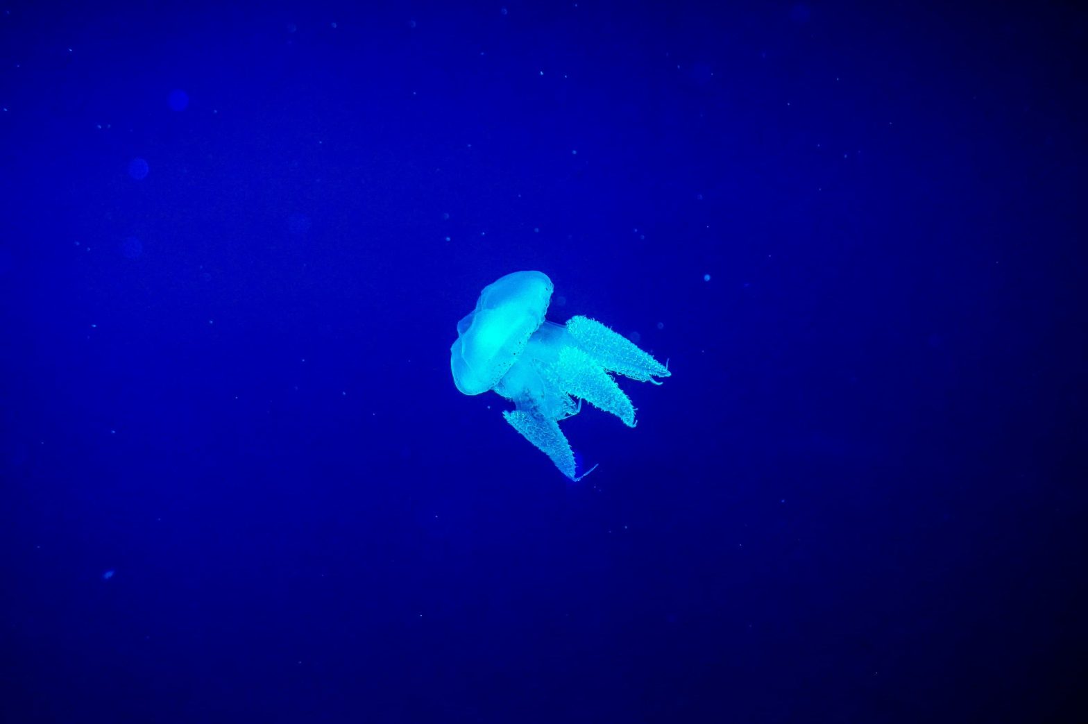 Betting on Deep-Sea Discoveries