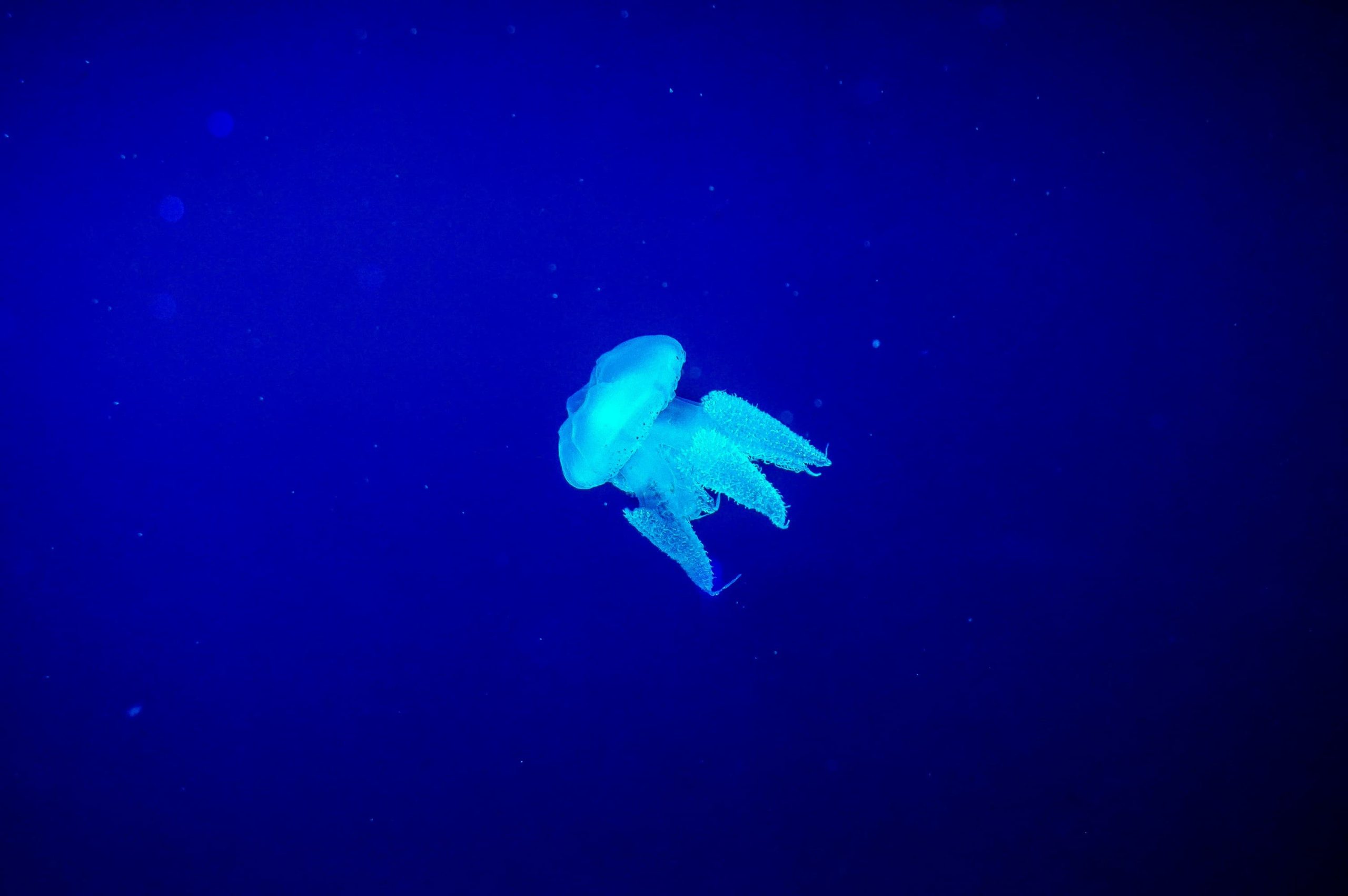 Betting on Deep-Sea Discoveries